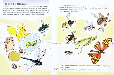 Проект «Наблюдения за стрекозой на прогулке» (7 фото). Воспитателям детских  садов, школьным учителям и педагогам - Маам.ру