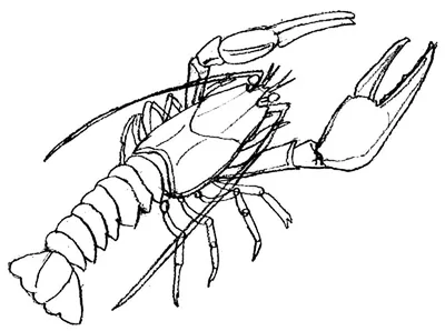 Речной рак рисунок (48 фото) » Рисунки для срисовки и не только