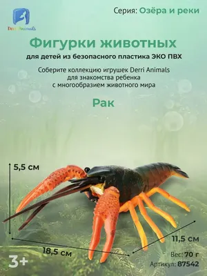 Аквариумные жители: кто, если не рыбки?