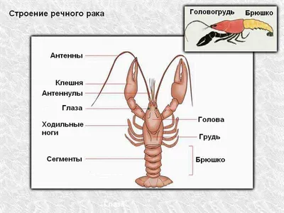 Раки. Забота о потомстве