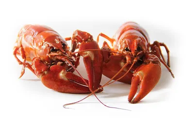 Crayfish live 35-55 gr (category A) ❤️ home delivery from the store Zakaz.ua