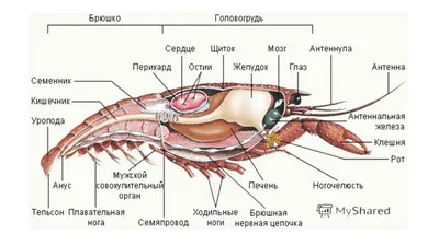 Огромный речной рак, эстетично, …» — создано в Шедевруме