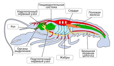 Речной рак и все о нем: жизнь, строение, органы, питание