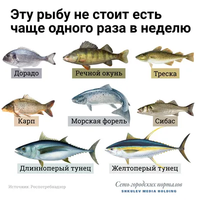 Подводный мир рек, морей и океанов»