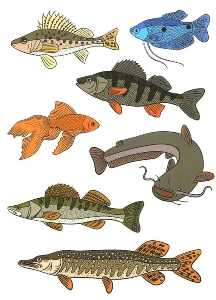 Пресноводные рыбы Нищева. Речные рыбы для дошкольников. Рыба картинка для детей. Речные рыбки для дошкольников.
