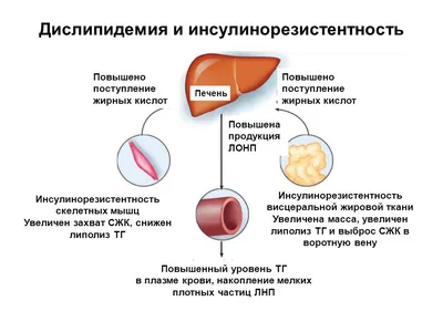 Рекомендации по профилактике сердечно-сосудистых заболеваний в клинической  практике, ESC 2021 | КлинКейсКвест