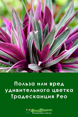 Картинка Рео: автомобиль, который является примером того, как красота может быть вечной