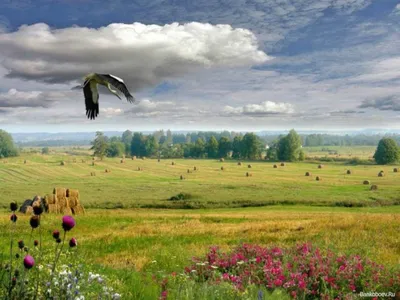 Флаг Беларуси — стоковые фотографии и другие картинки Флаг республики  Беларусь - Флаг республики Беларусь, Белоруссия, Правительство - iStock