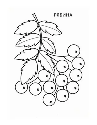 Веточка рябины картинка - 50 фото