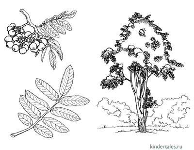 Рябина векторный рисунок (48 фото) » Рисунки для срисовки и не только