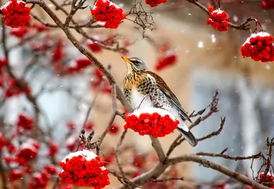 Природа. Яркие Скопления Рябины В Снегу. Фотография, картинки, изображения  и сток-фотография без роялти. Image 46653805