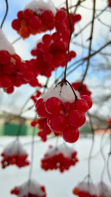 Фото Зима Рябина Природа Снег Ягоды Ветки