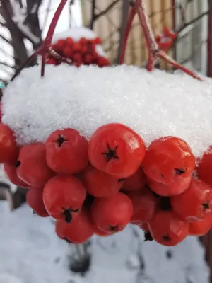 Рябина в снегу» — создано в Шедевруме