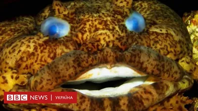 Ринок риби і рибних продуктів — Агробізнес сьогодні