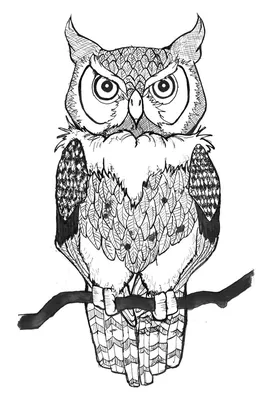 Картинки совы для детей | Owls drawing, Owl coloring pages, Owl sketch