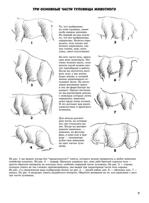 Иллюстрация 1 из 41 для Как рисовать животных - Джек Хамм | Лабиринт -  книги. Источник: Лабиринт