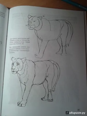 Научиться рисовать животных – Как нарисовать животных поэтапно карандашом |  Giraffe drawing, Drawing lessons, Easy drawings