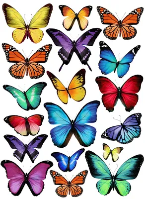 Butterflies Set3 51 - Бабочка Рисунок Для Детей - Free Transparent PNG  Clipart Images Download