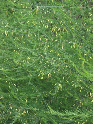 Фото Родеи: растение, которое украсит любой уголок дома