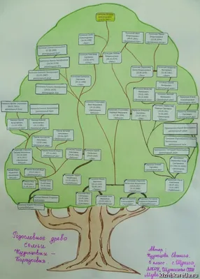 Древо родословное рисунок - 47 фото