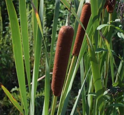 Рогоз узколистный (Typha angustifolia) (контейнер 3-5л) | Aquarium-Style