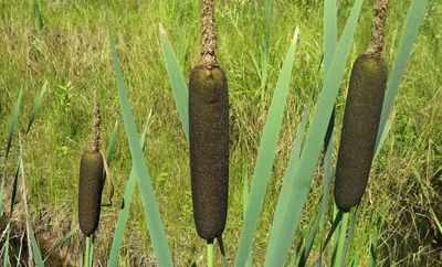 Рогоз широколистный (Typha latifolia ) – Нимфея Зимостойкая. Купить  нимфеи,кувшинки,водяные лилии в Москве.