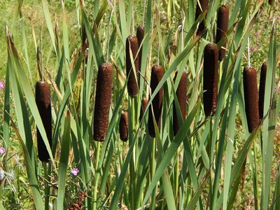 Рогоз малый (Typha minima) (контейнер 2-3л) | Aquarium-Style