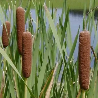 Рогоз (Typha)