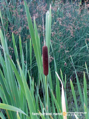 Рогоз малый (Typha minima)