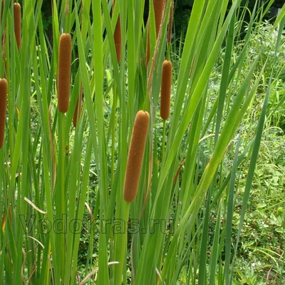 Рогозы (Typha latifolia) — путеводитель по отдыху в Крыму