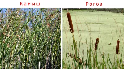 Typha latifolia / Рогоз широколистный | Атлас цветущих растений