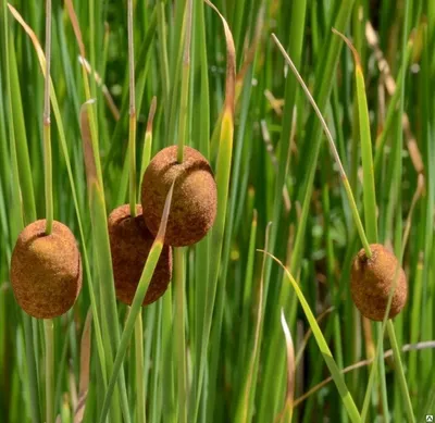 Рогоз грациозный (Typha gracilis) (контейнер 3-5л) | Aquarium-Style