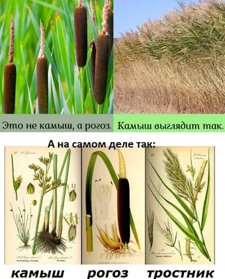 Рогоз широколистный Вариегата (Variegata) купить в Киеве, цена — Greensad