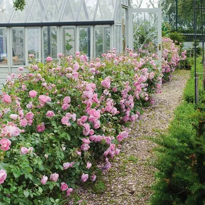 Розарий на даче своими руками: красивые сочетания роз и схемы посадки для  начинающих. Устройство, оформление, планировка, идеи украшения