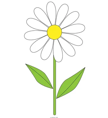 Фотографии цветок ромашка Шаблон поздравительной открытки 3600x3600