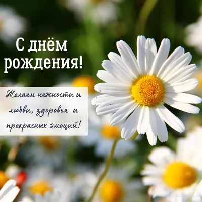 Красивые открытки с ромашками \"С днем рождения!\" 🌼💛 (31 шт.)