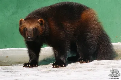 Росомаха (gulo gulo) стоковое изображение. изображение насчитывающей  млекопитающее - 80209075