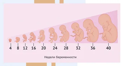 Рост эмбриона по неделям в картинках фотографии