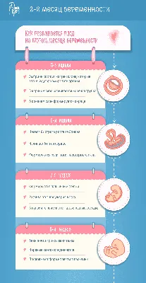 Второй месяц беременности: изменения в женском организме и развитие плода  по неделям – в картинках - agulife.ru