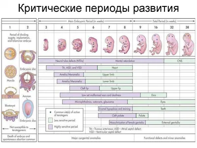 17-я неделя беременности, вес ребенка, фото, календарь беремености |  Мамоведия - о здоровье и развитии ребенка