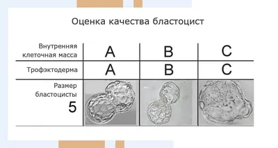 Бонн Бруевич @1Шккгг • 13 ч. И как согласуется с конституцией сша запрет на  аборт? 01 11 С? ||,1 / комментарии :: аборты / смешные картинки и другие  приколы: комиксы, гиф анимация, видео, лучший интеллектуальный юмор.