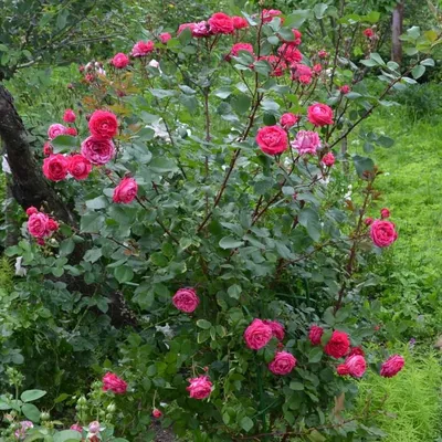 Пышное цветение канадской розы Александр Маккензи - YouTube
