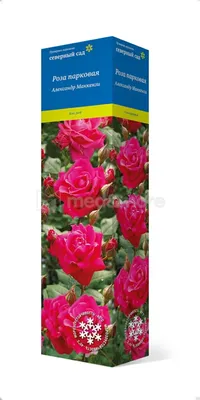 Саженцы розы александр маккензи купить в Москве по цене от 690 рублей