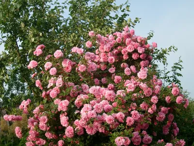 Роза Александр Маккензи (Канадская парковая). Купить саженцы роз.