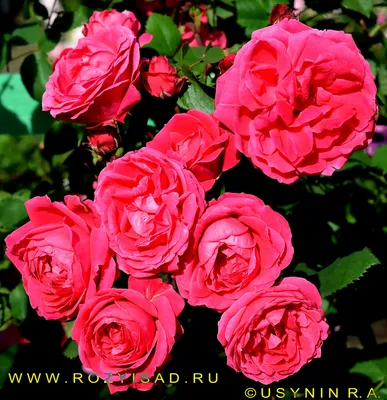 Роза Александр МакКензи CANADIAN (Alexander MacKenzie) - саженцы  лицензионных роз купить в Астане, доставка почтой по Казахстану, недорого в  интернет-магазине