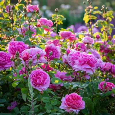Роза Принцесс Александра оф Кент (Rose Princess Alexandra of Kent) 10 л,  цена в Санкт-Петербурге от компании Вилла-планта (садовый центр и питомник  растений, ландшафтное бюро)