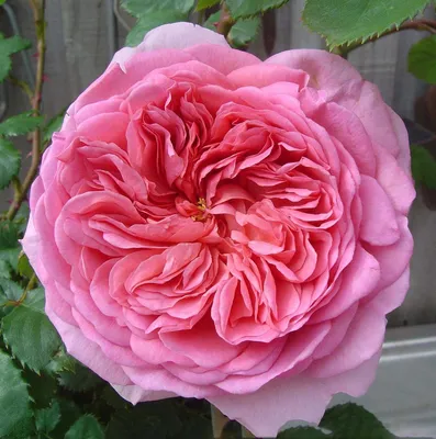 Роза Принцесса Александра оф Кент (Princess Alexandra of Kent) АНГЛ:  саженцы роз, более 400 сортов роз, розы в контейнере, питомник саженцев роз,  розы от производителя. доставка по всей Украине. качественные саженцы,  рассада