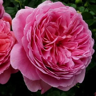 Princess Alexandra of Kent | Roses' Name