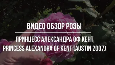 Отзывы об английской розе «Принцесс Александра оф Кент» (Princess Alexandra  of Kent) | Точка соприкосновения | Дзен