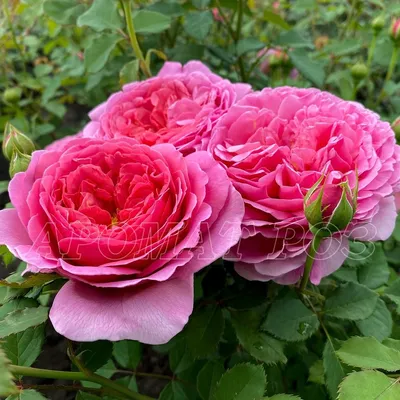 Роза Принцесса Александра оф Кент. Вернисаж одной розы | Про розы, сад и  путешествия | Дзен